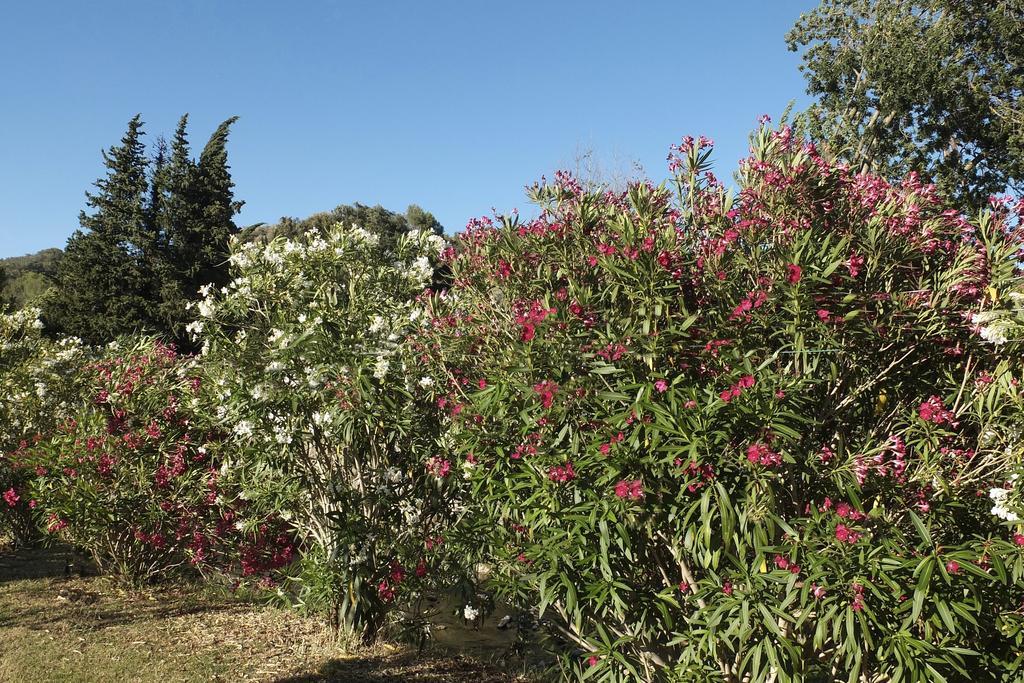 Hotel Du Bosquet Pégomas المظهر الخارجي الصورة